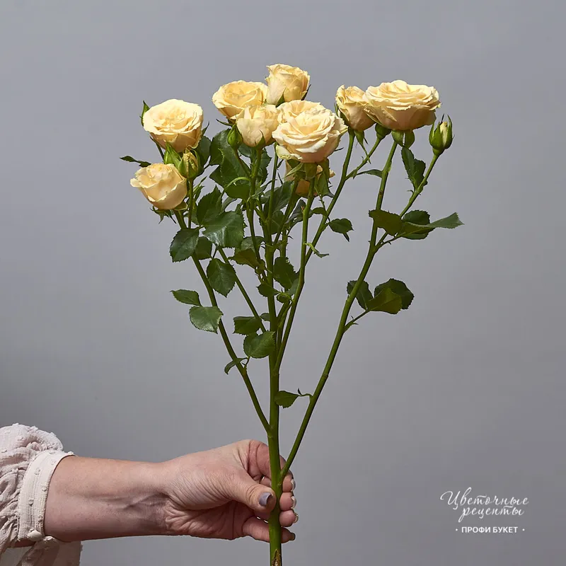 Роза кустовая «Салинеро», фото 1