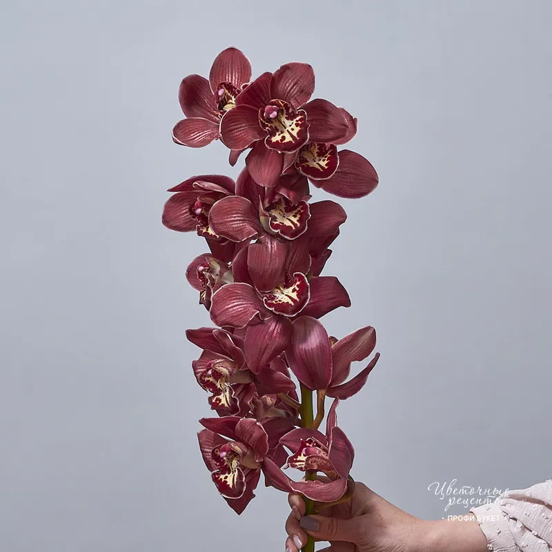 Орхидея Цимбидиум Шоколад, фото 2