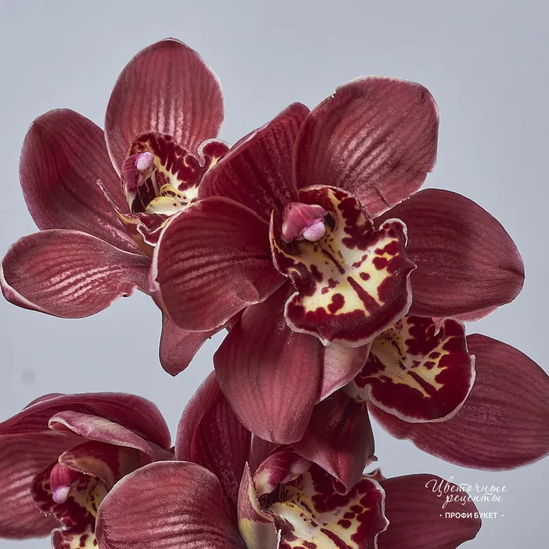 Орхидея Цимбидиум Шоколад, фото 3