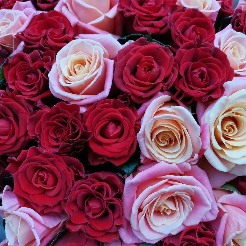 Букет из 55 роз микс «Любовь» , фото 4