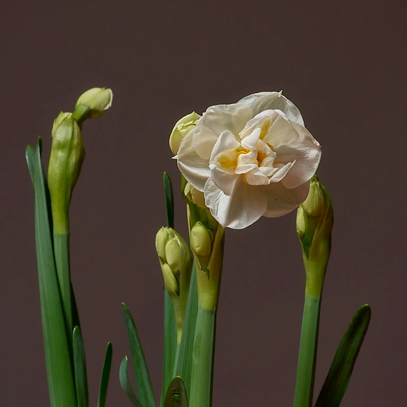 Нарцисс кустовой белый луковичный горшечный , фото 3