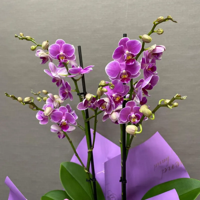 Горшечное растение «Орхидея Фаленопсис Мультифлора», фото 1
