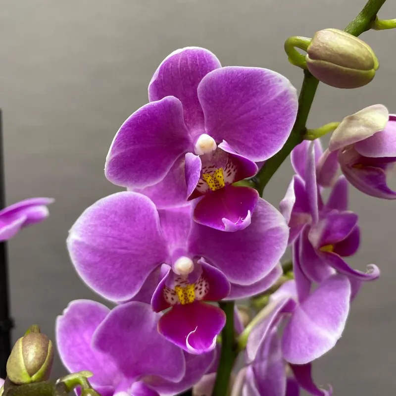 Горшечное растение «Орхидея Фаленопсис Мультифлора», фото 4