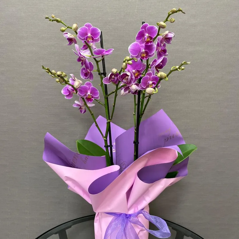 Горшечное растение «Орхидея Фаленопсис Мультифлора», фото 2