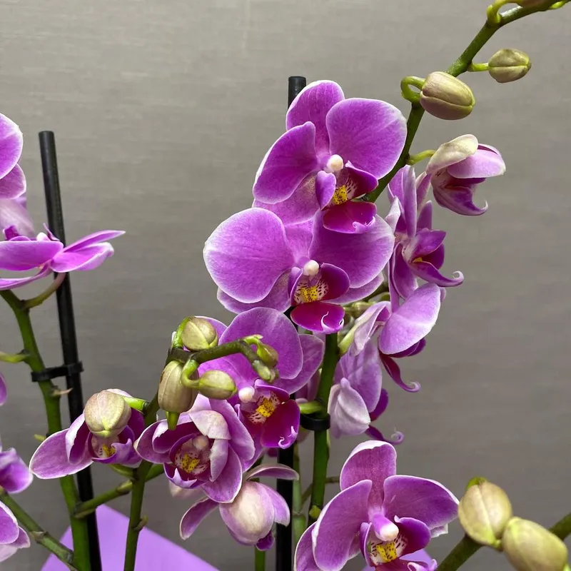Горшечное растение «Орхидея Фаленопсис Мультифлора», фото 3