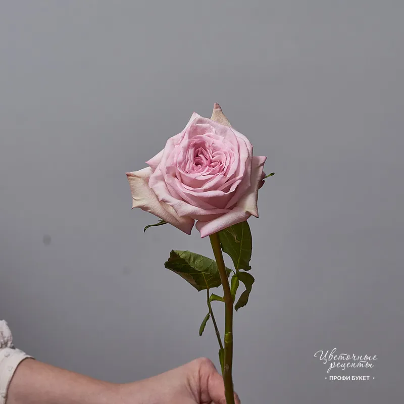 Роза ароматная пионовидная «Пинк Охара», фото 2