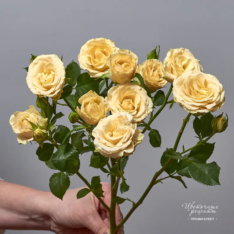 Роза кустовая «Салинеро», фото 2