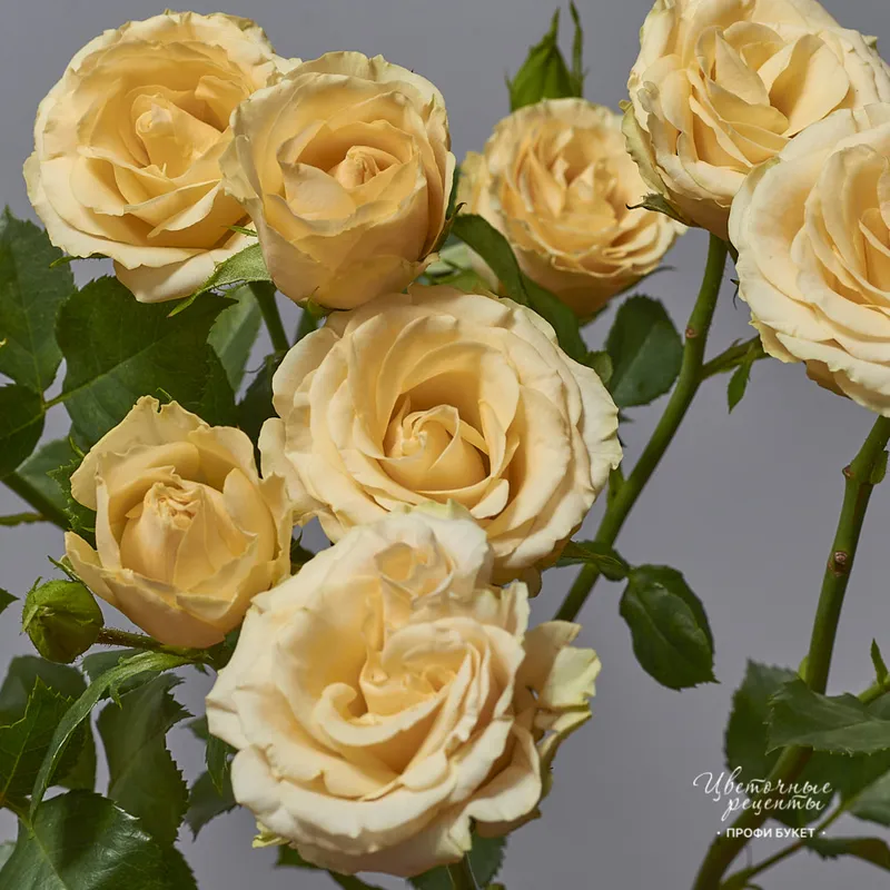 Роза кустовая «Салинеро», фото 3