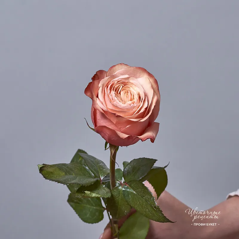 Роза одноголовая пионовидная сорта Кахала, фото 1
