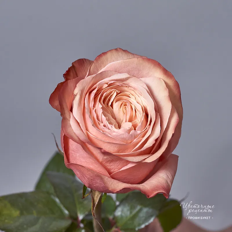 Роза одноголовая пионовидная сорта Кахала, фото 2