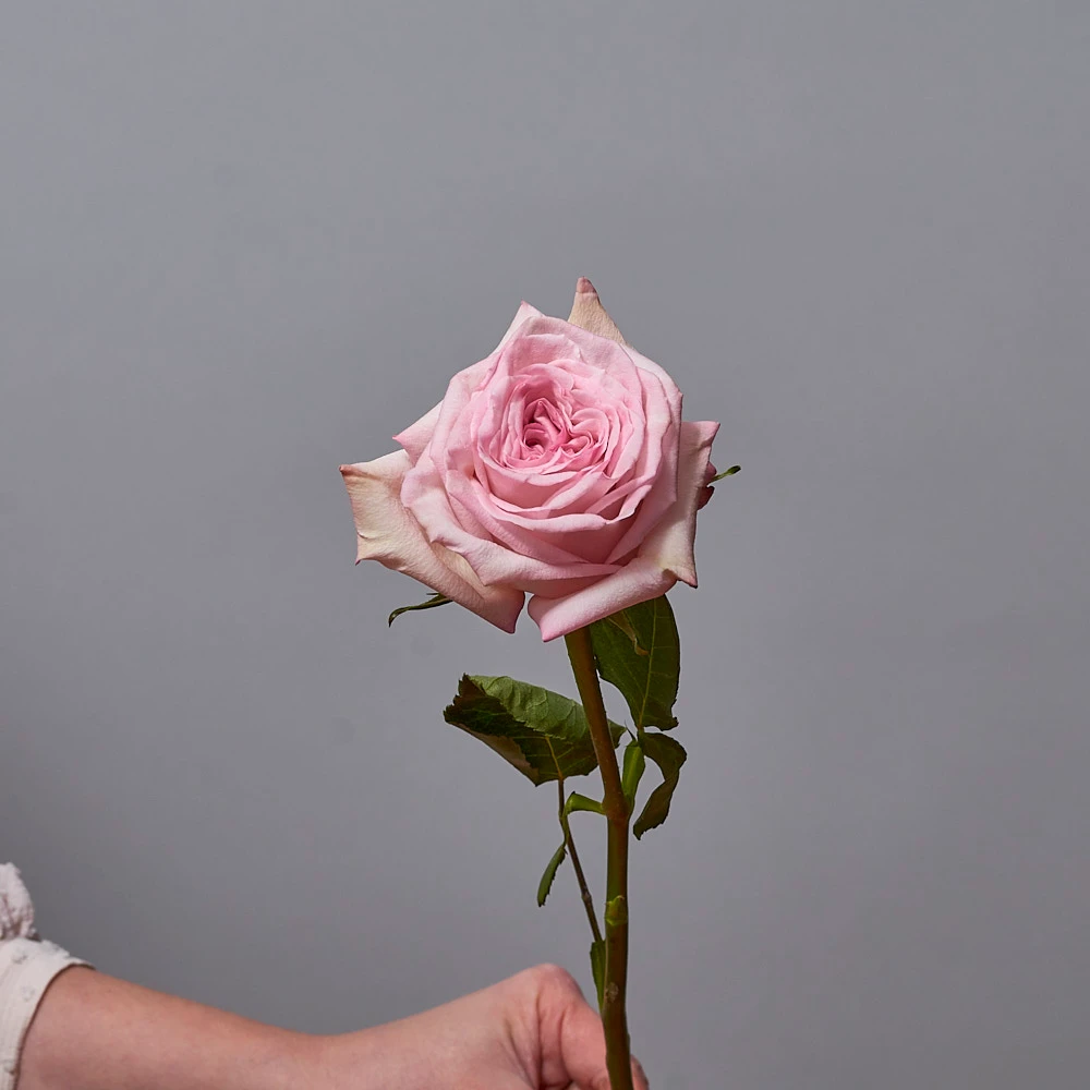 Монобукет из ароматных пионовидных роз Пинк Охара, фото 5