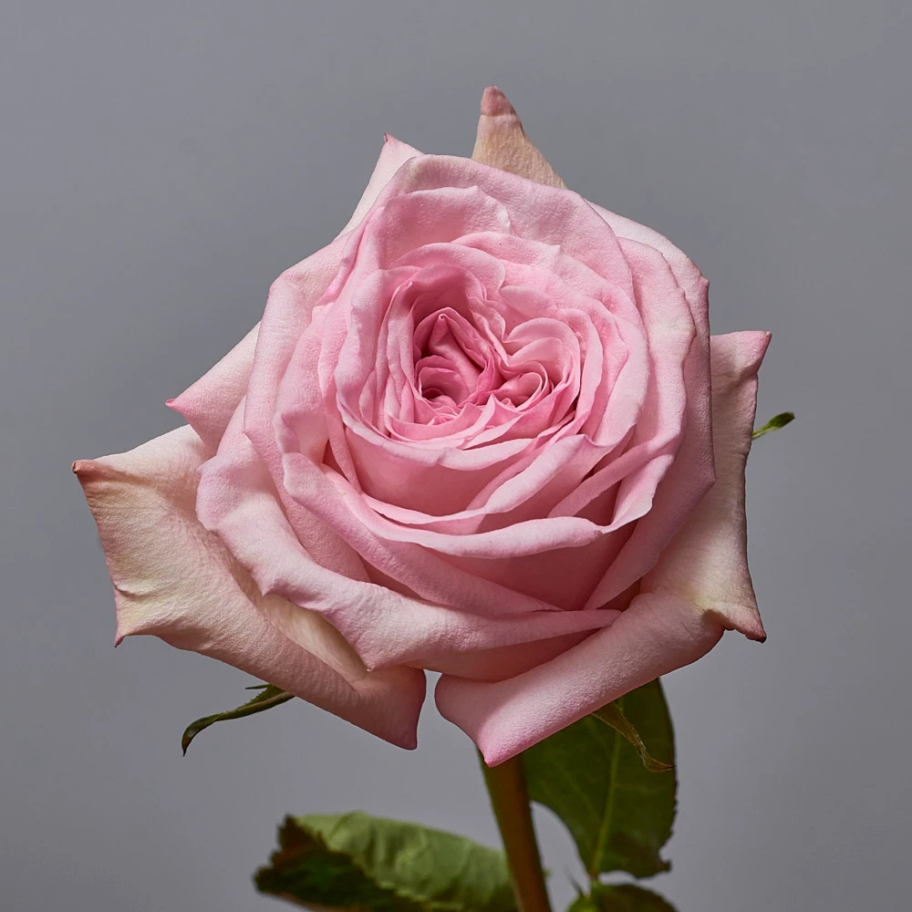 Монобукет из ароматных пионовидных роз Пинк Охара, фото 3