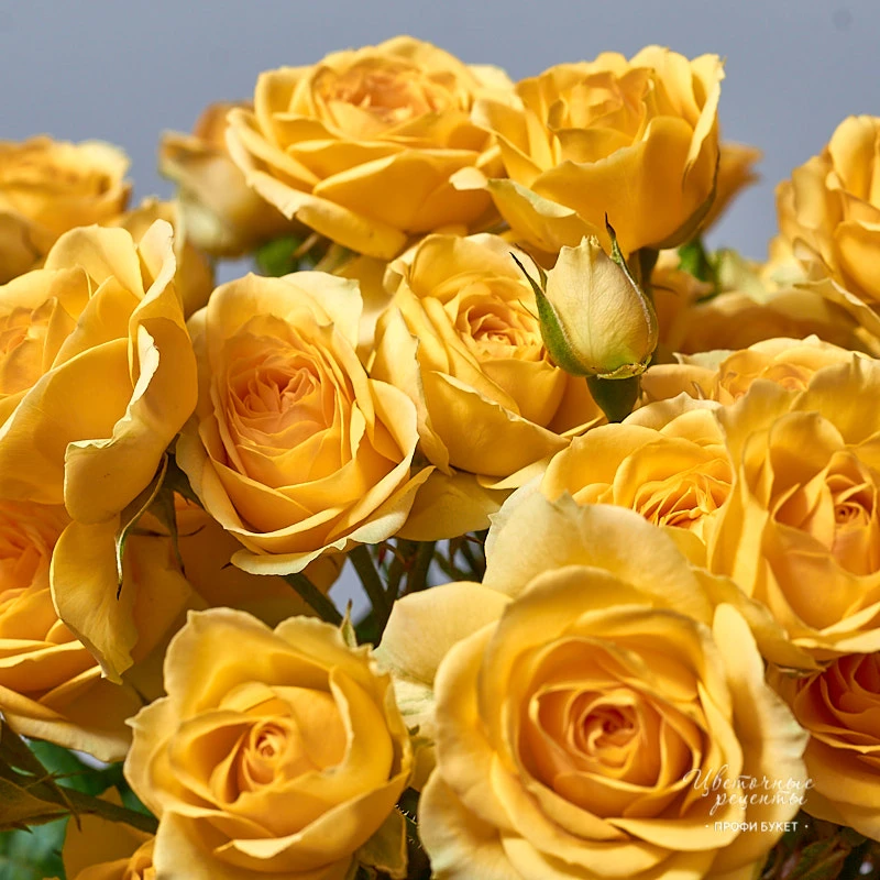 Монобукет из ярко-желтых кустовых роз, фото 6