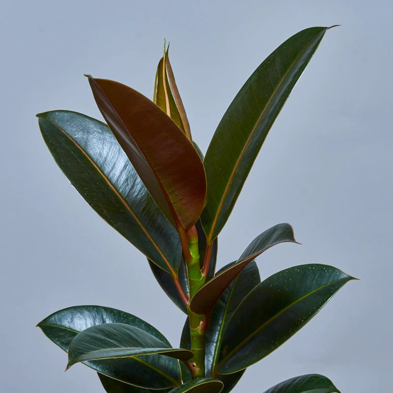 Комнатное растение «Фикус Робуста», фото 4