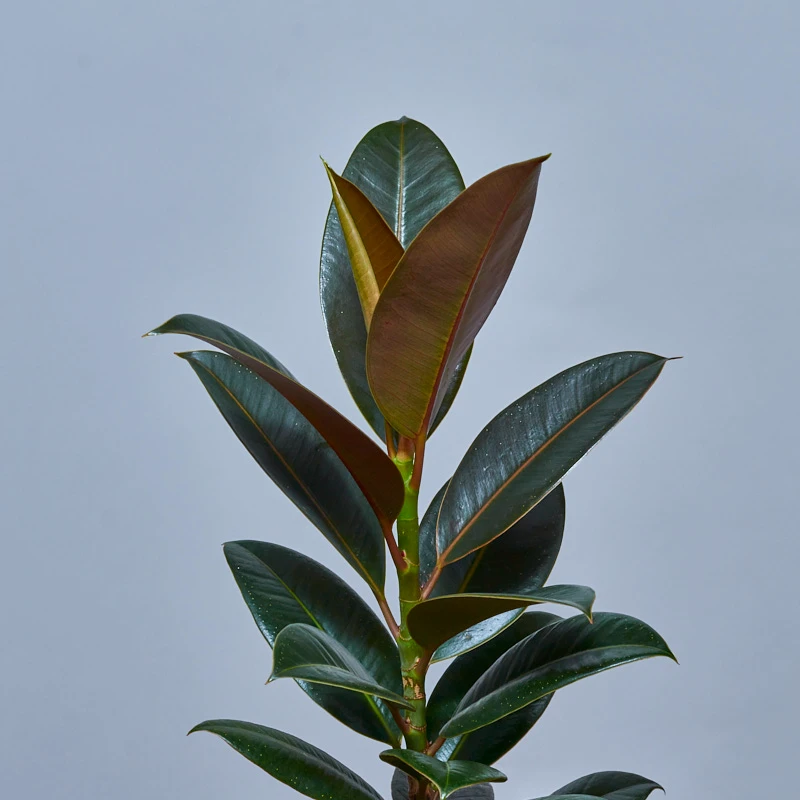 Комнатное растение «Фикус Робуста», фото 5