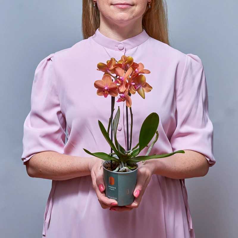 Мини-орхидея Фаленопсис оранжевого цвета, фото 1