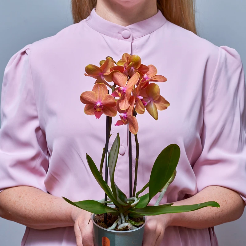 Мини-орхидея Фаленопсис оранжевого цвета, фото 2