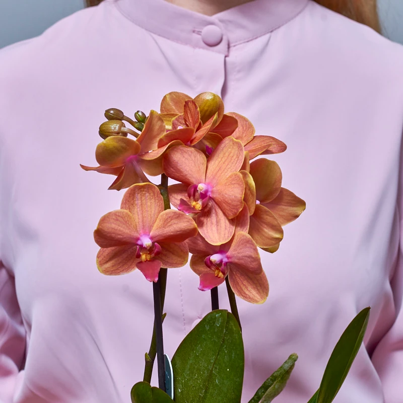 Мини-орхидея Фаленопсис оранжевого цвета, фото 3