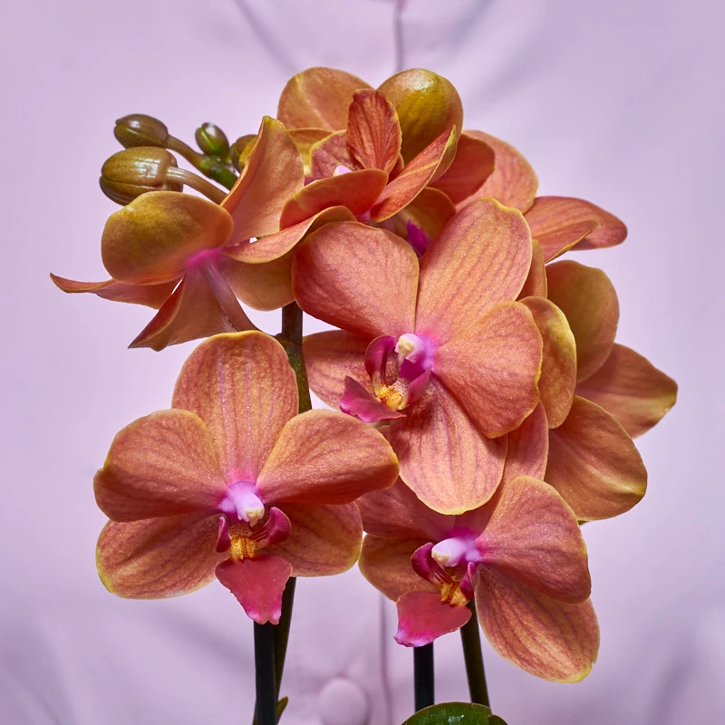 Мини-орхидея Фаленопсис оранжевого цвета, фото 4