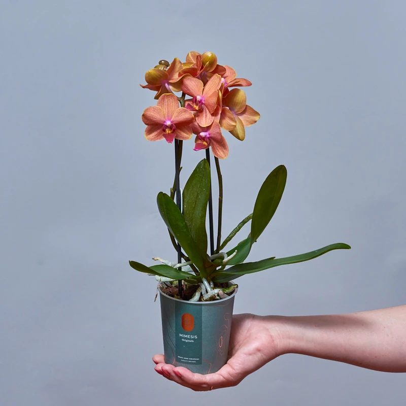Мини-орхидея Фаленопсис оранжевого цвета, фото 5