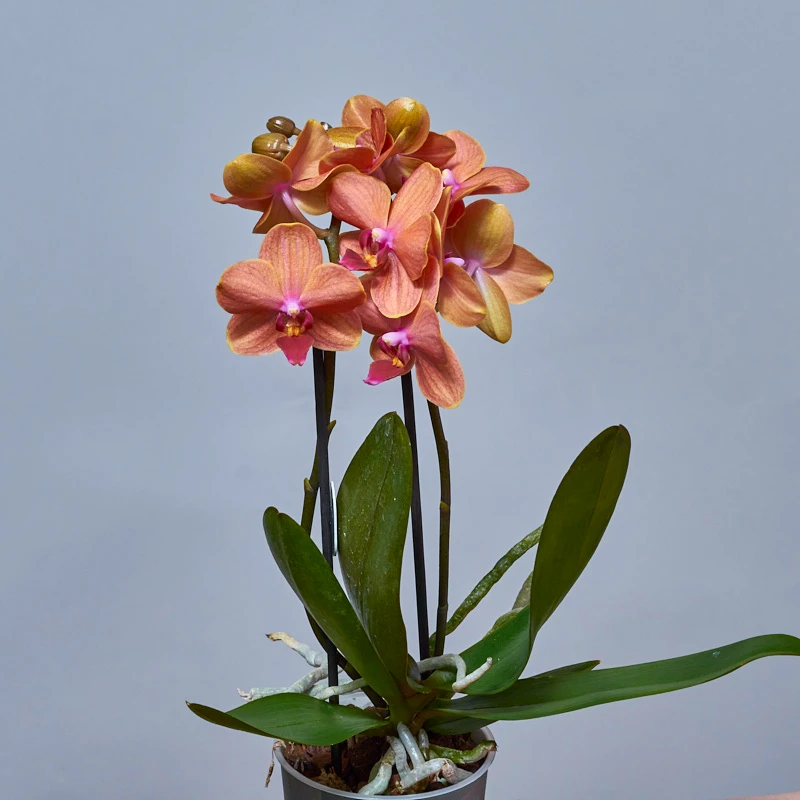 Мини-орхидея Фаленопсис оранжевого цвета, фото 6