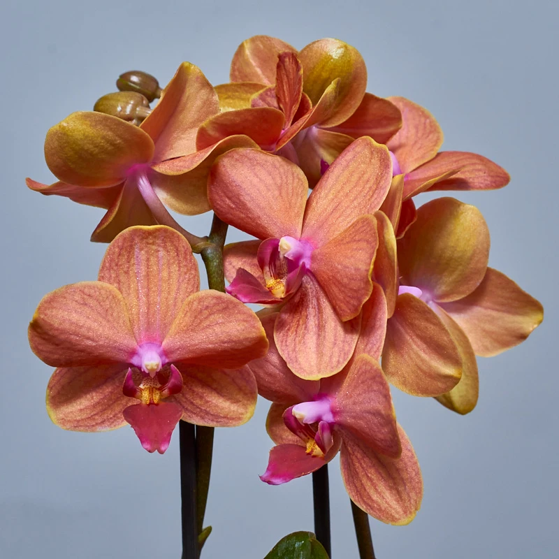 Мини-орхидея Фаленопсис оранжевого цвета, фото 7