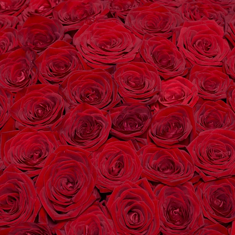 501 красная роза в коробке, фото 4